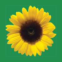 Front and back view of an ID card with text on the back of the card, portrait of a person, disability icons and a Sunflower lanyard attached to the card.
